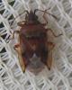 Kleidocerys sp.